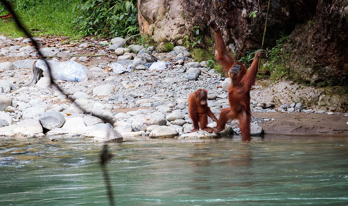 Apes-Gunung-Leuser-06