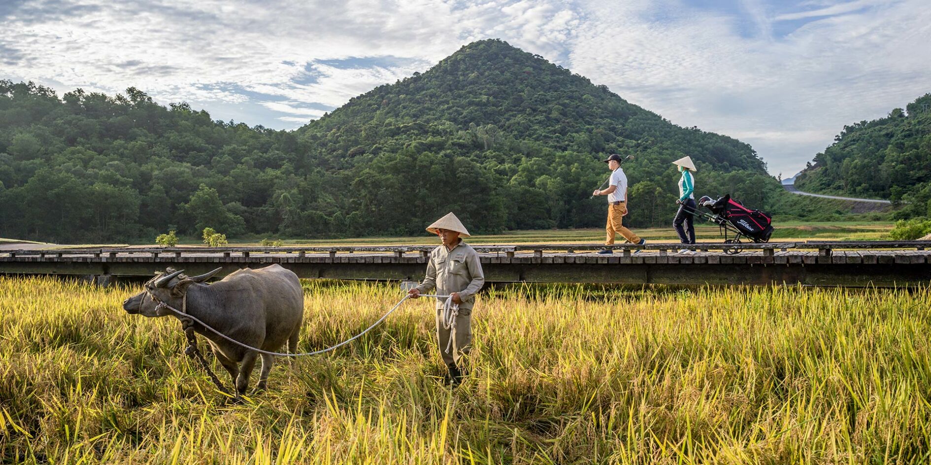 Water Buffalo Manicure Nick Faldo Course at Vietnam's Laguna Golf Lang