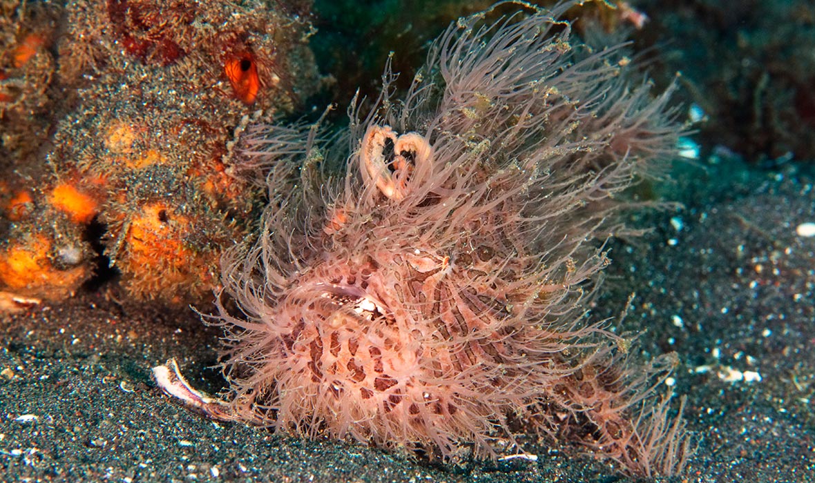 Lembeh-diving-01