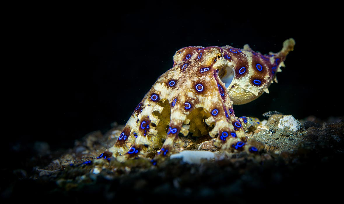 Lembeh-diving-02