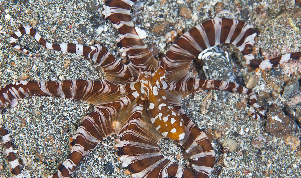 Lembeh-diving-05