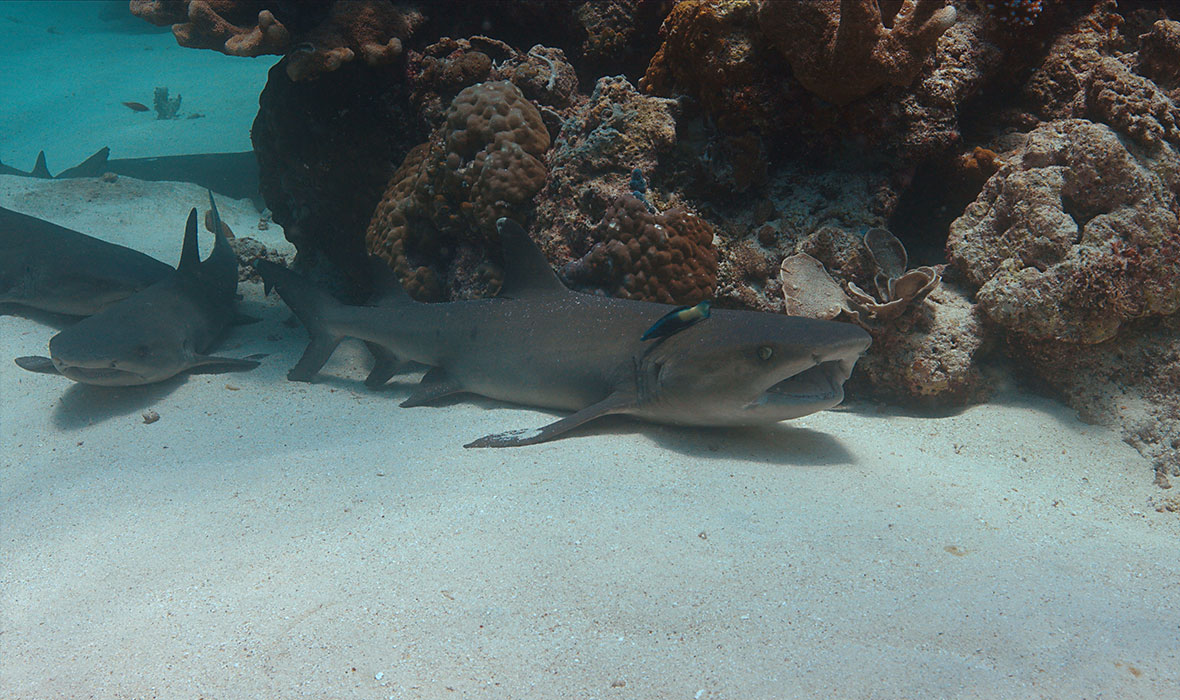 Sharks and Exclusive Underwater Adventures in Tubbataha