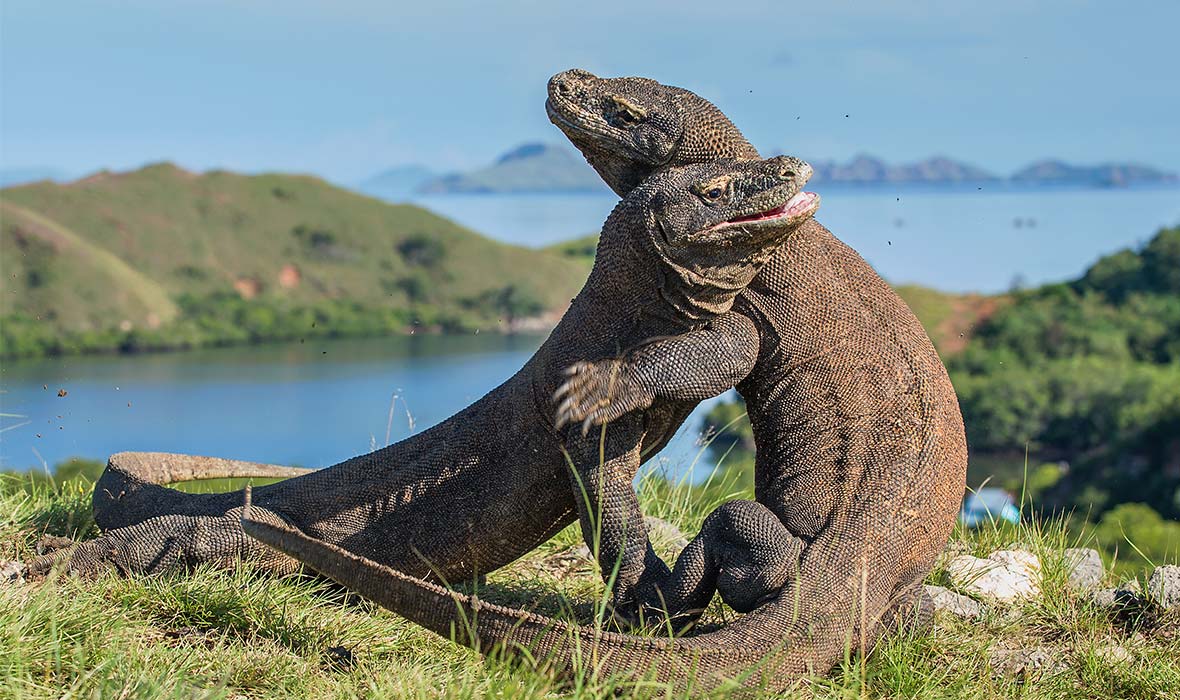 The-Fighting-Comodo-dragon