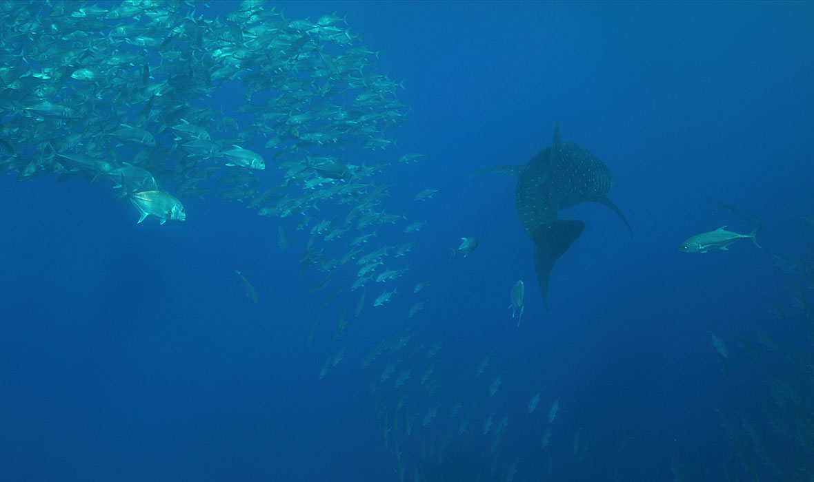 Whale-shark--Trevallies-02