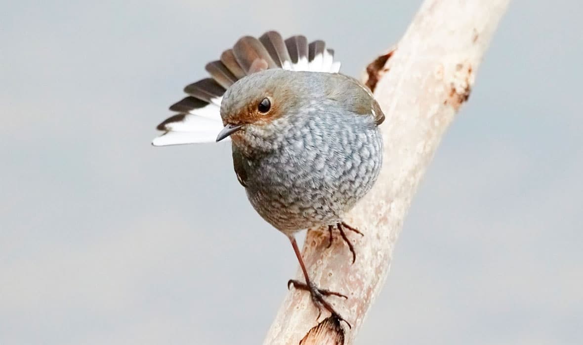 DMZ-Birdwatching-02