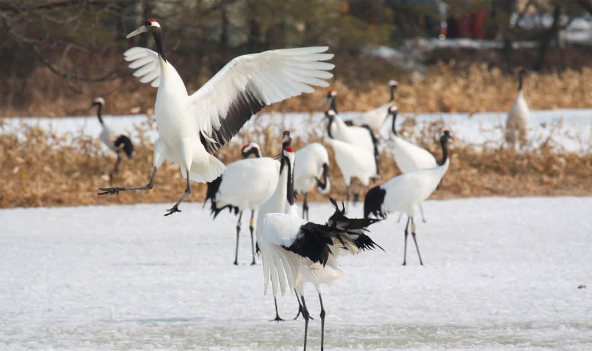 DMZ-Birdwatching-03
