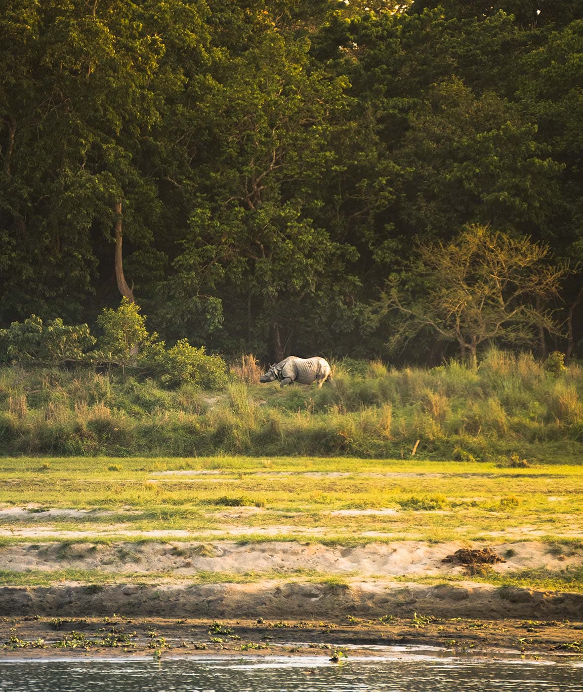 Rhinos-Chitwan-04