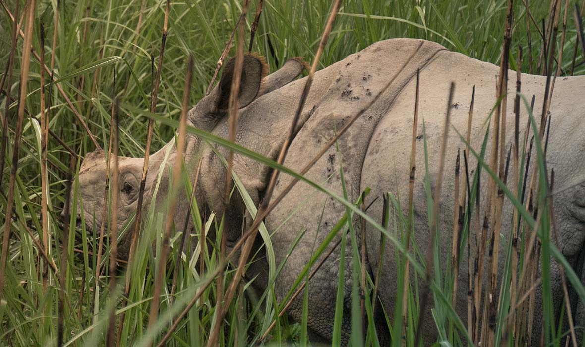 Rhinos-Chitwan-05