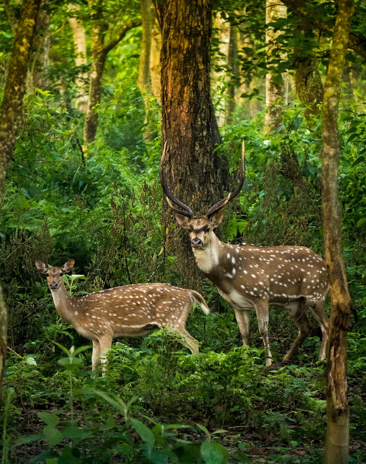 Rhinos-Chitwan-06