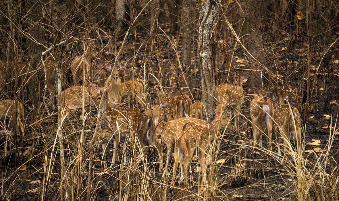 Rhinos-Chitwan-07