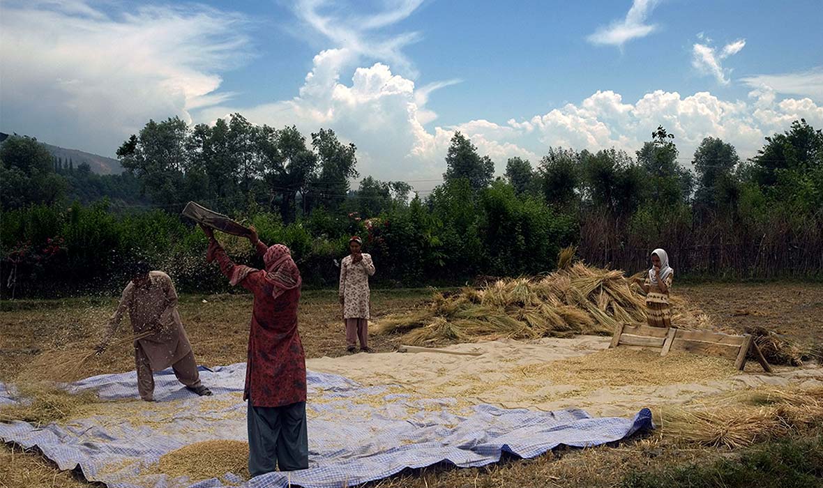 3.-Harvest-time-on-the-way-to-Aru