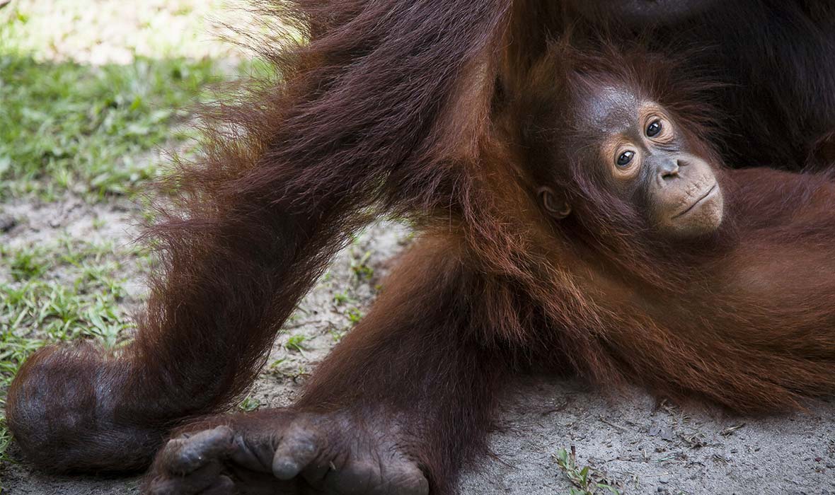 Go-Borneo-02