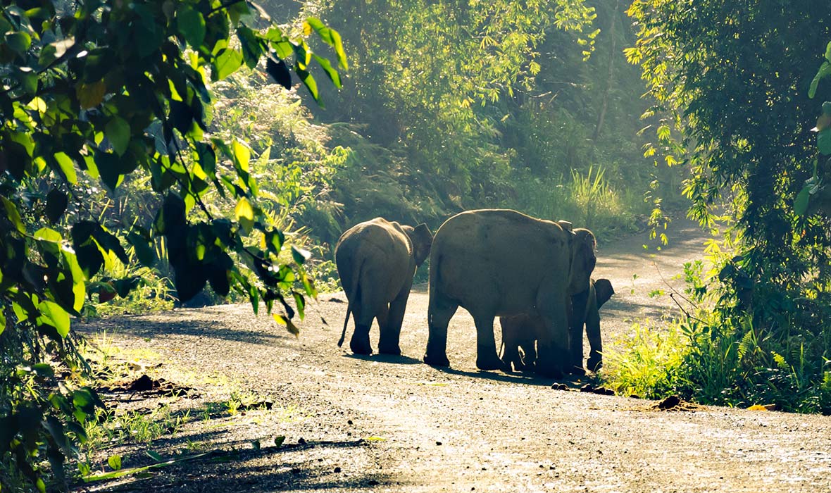 Go-Borneo-03
