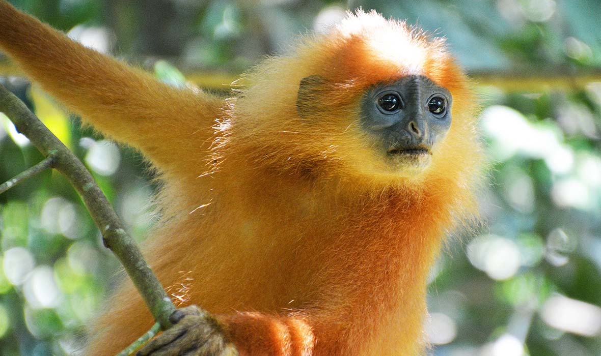 Go-Borneo-05