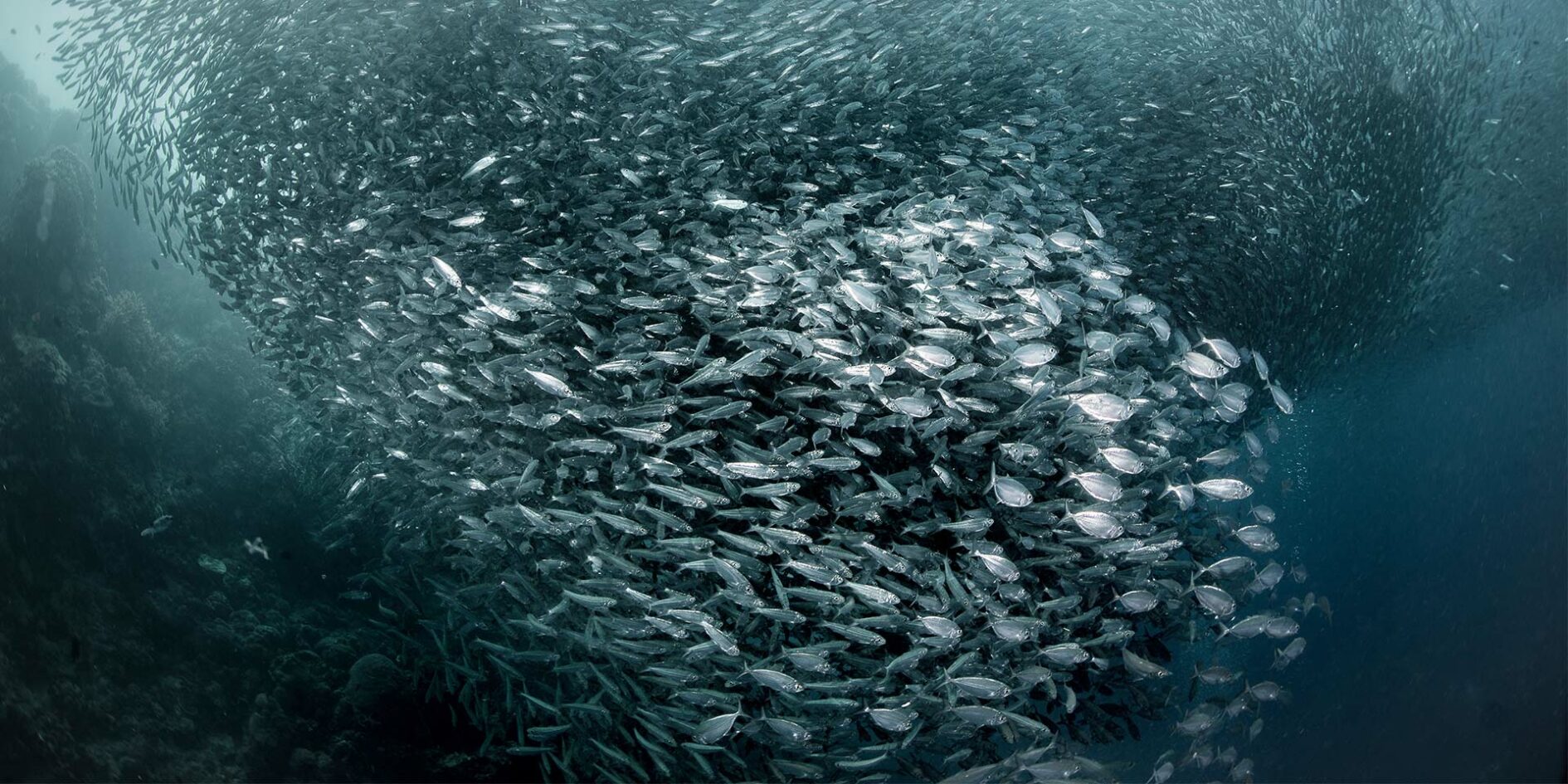 Yes, There is a Sardine Run in Cebu Travelogues from Remote Lands