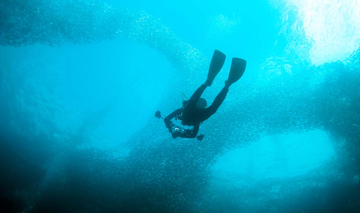 Sardine-Run-Cebu-02