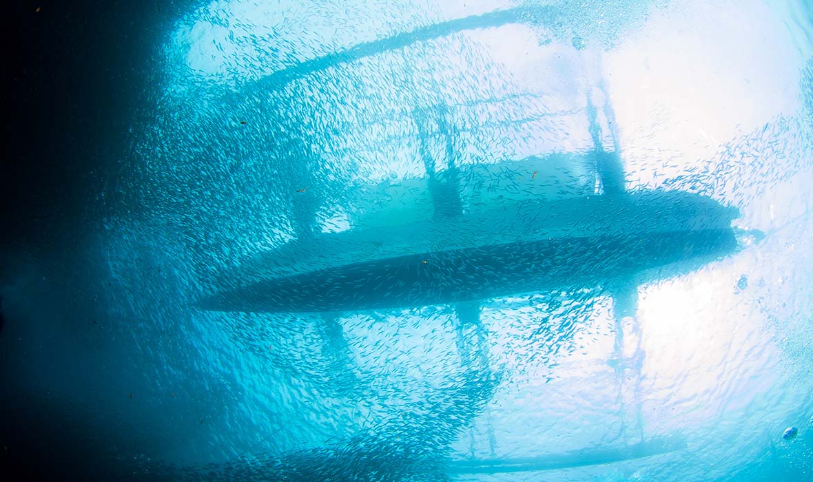 Sardine-Run-Cebu-03