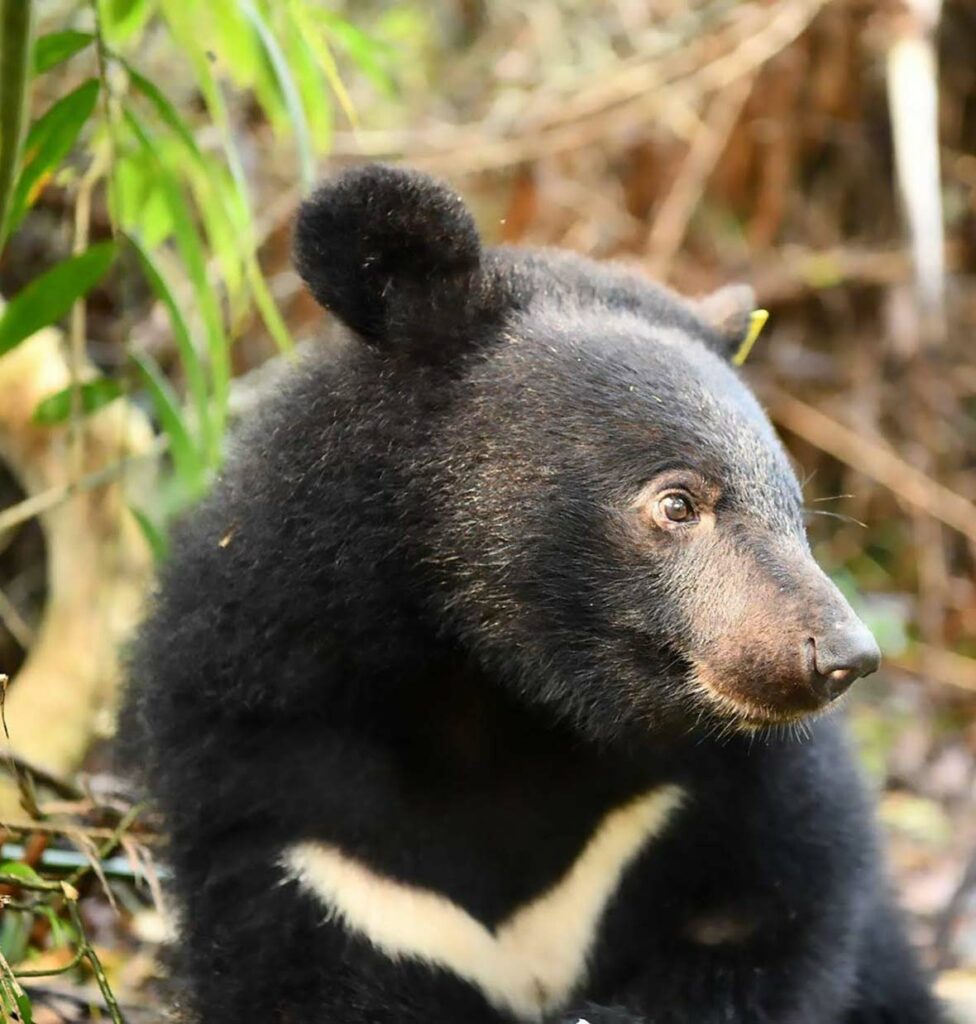 Searching for the Formosan Black Bears of Taiwan's Yushan National Park