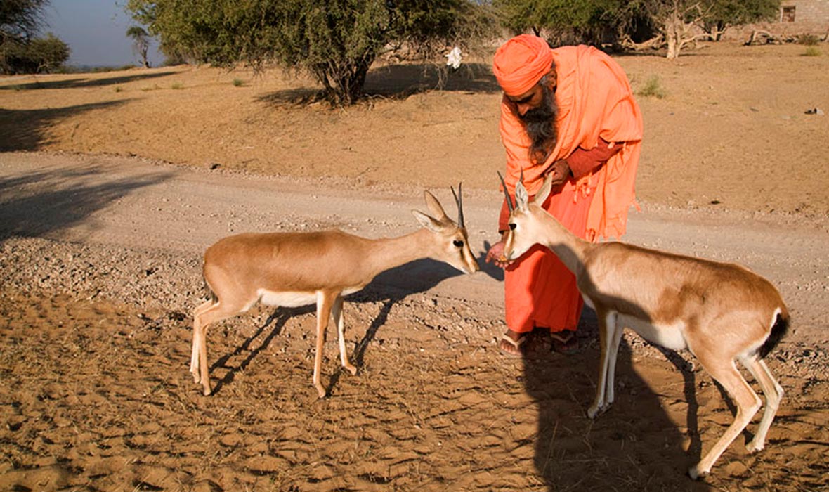2.-Feeding-time-for-the-motherless-fawn-by-the-priest-of-the-Bishnoi-temple