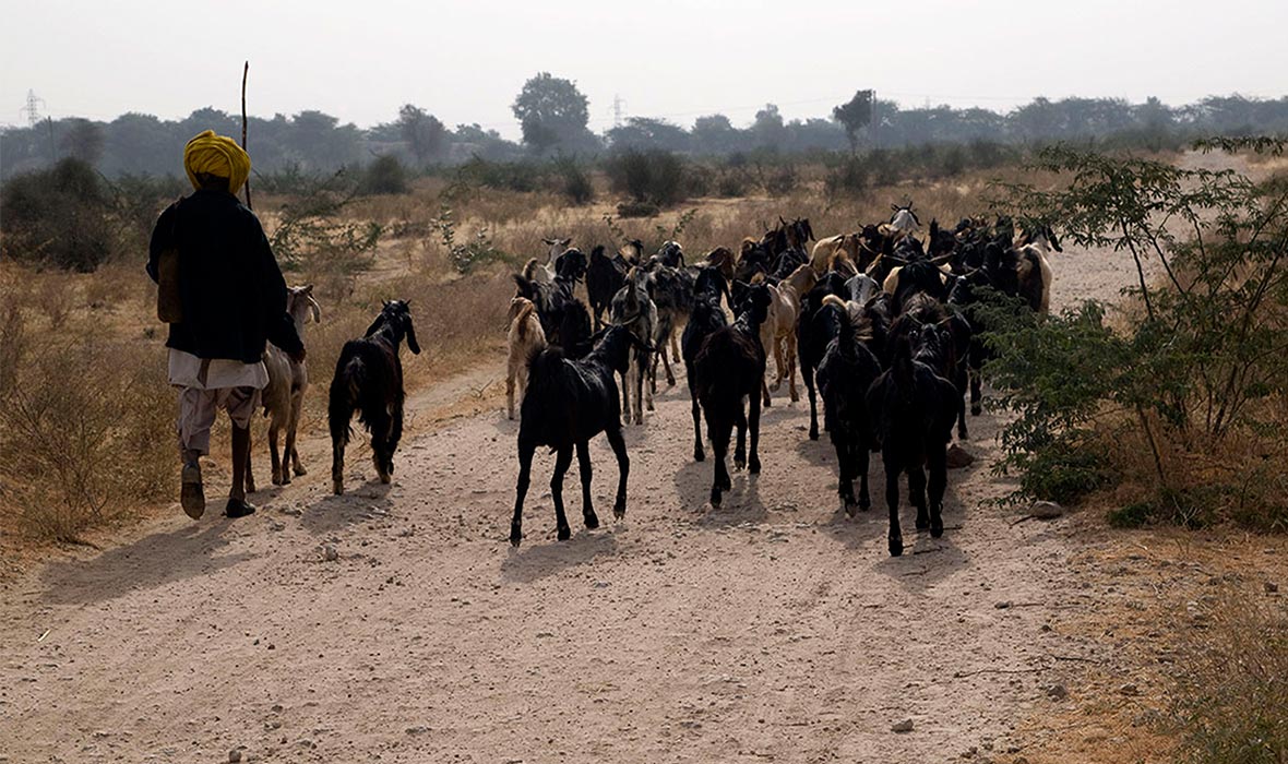 7.-A-Bishnoi-man-takes-his-herd-through-the-harsh-expanse-of-the-Thar-desert
