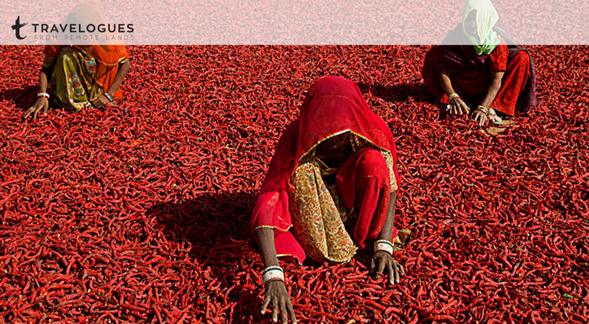 Bishnois Rajasthan S Ancient Environmentalists Travelogues From