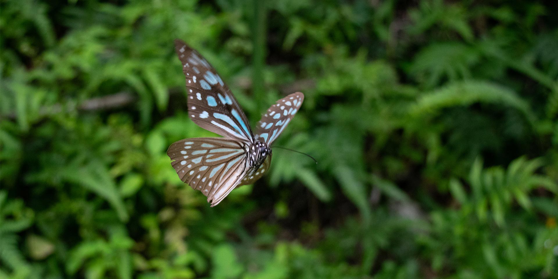 The Subtle Butterfly Migrations Of Taiwan Travelogues From