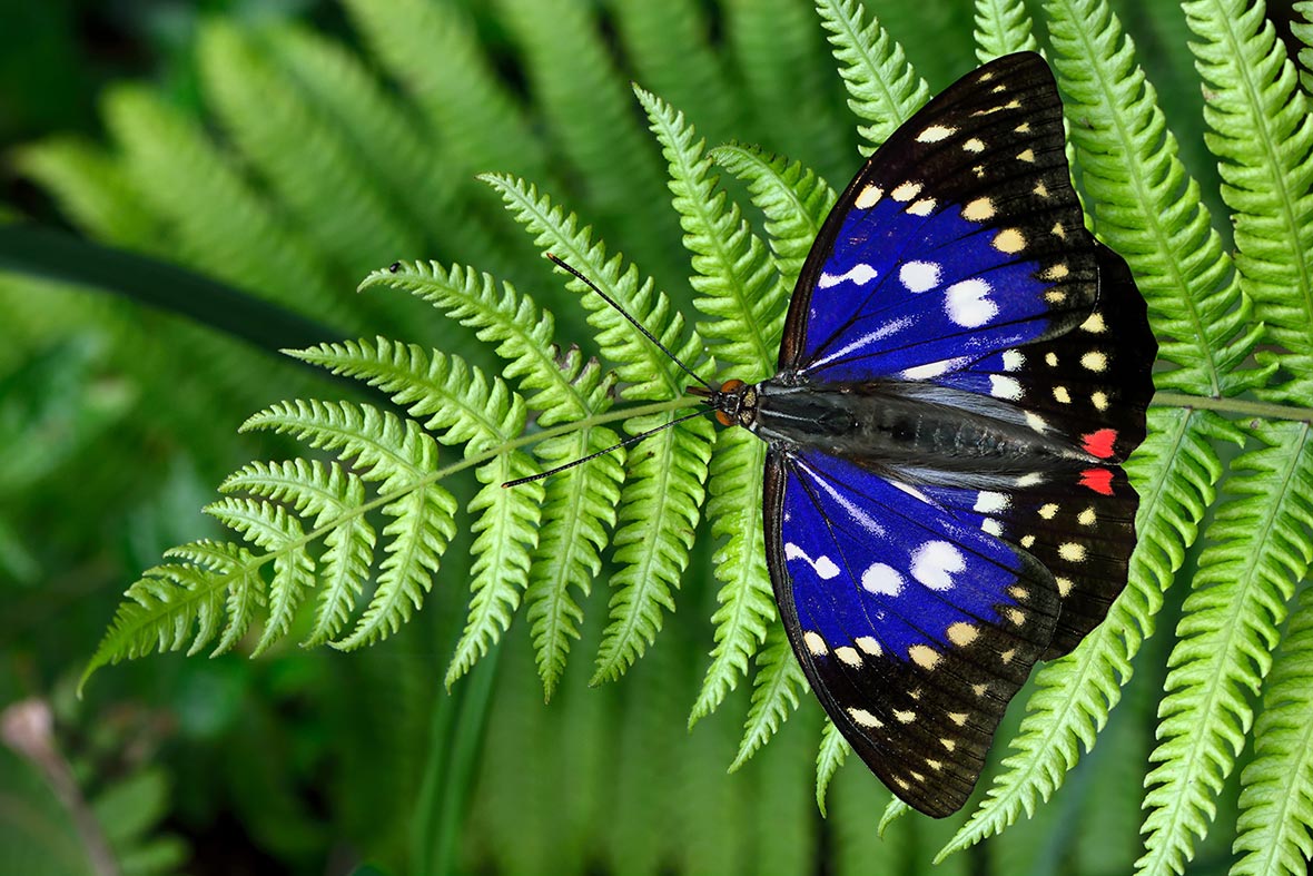 The Subtle Butterfly Migrations of Taiwan - Travelogues from Remote Lands