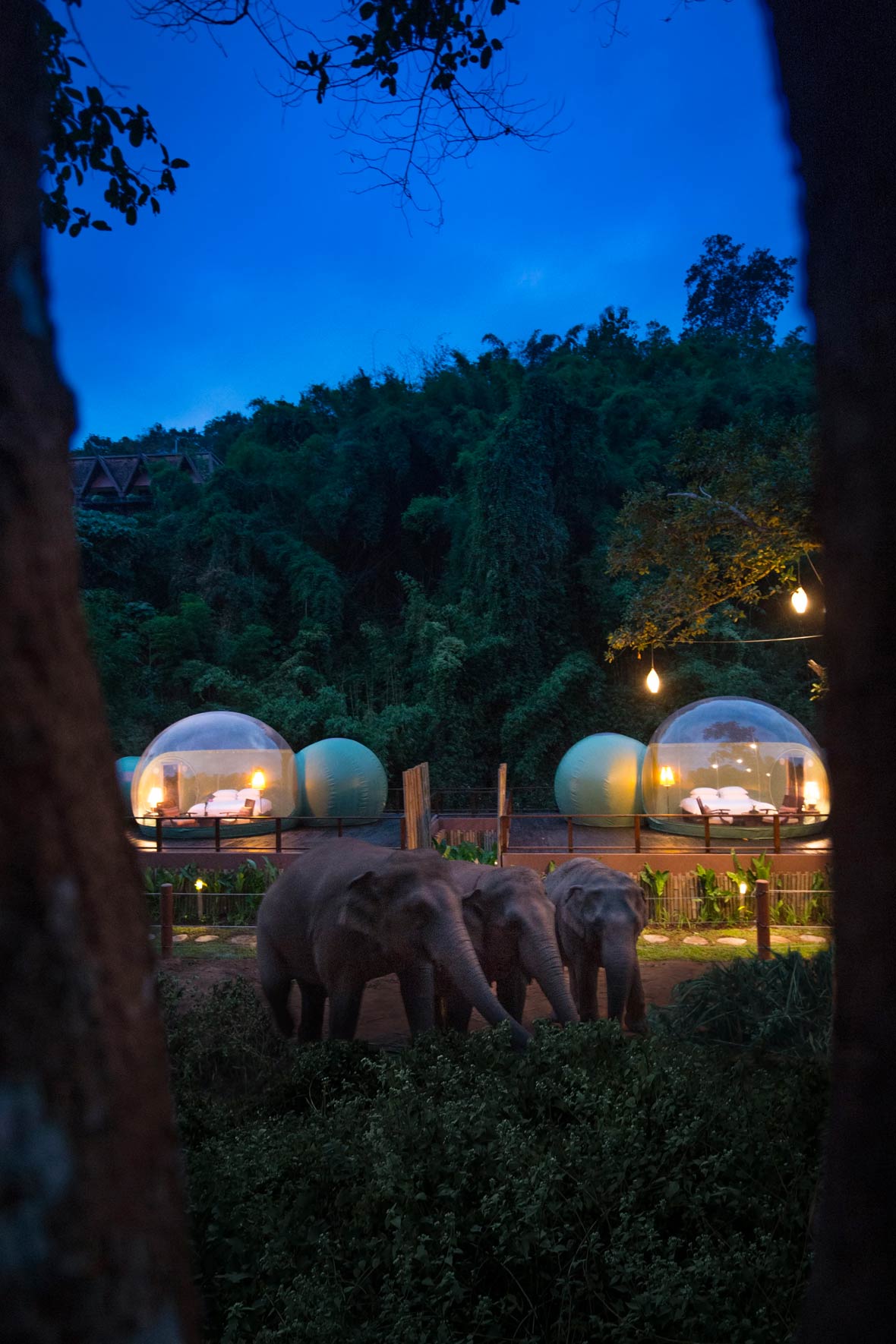 Jungle Bubbles Open at Anantara Golden Triangle Elephant Camp