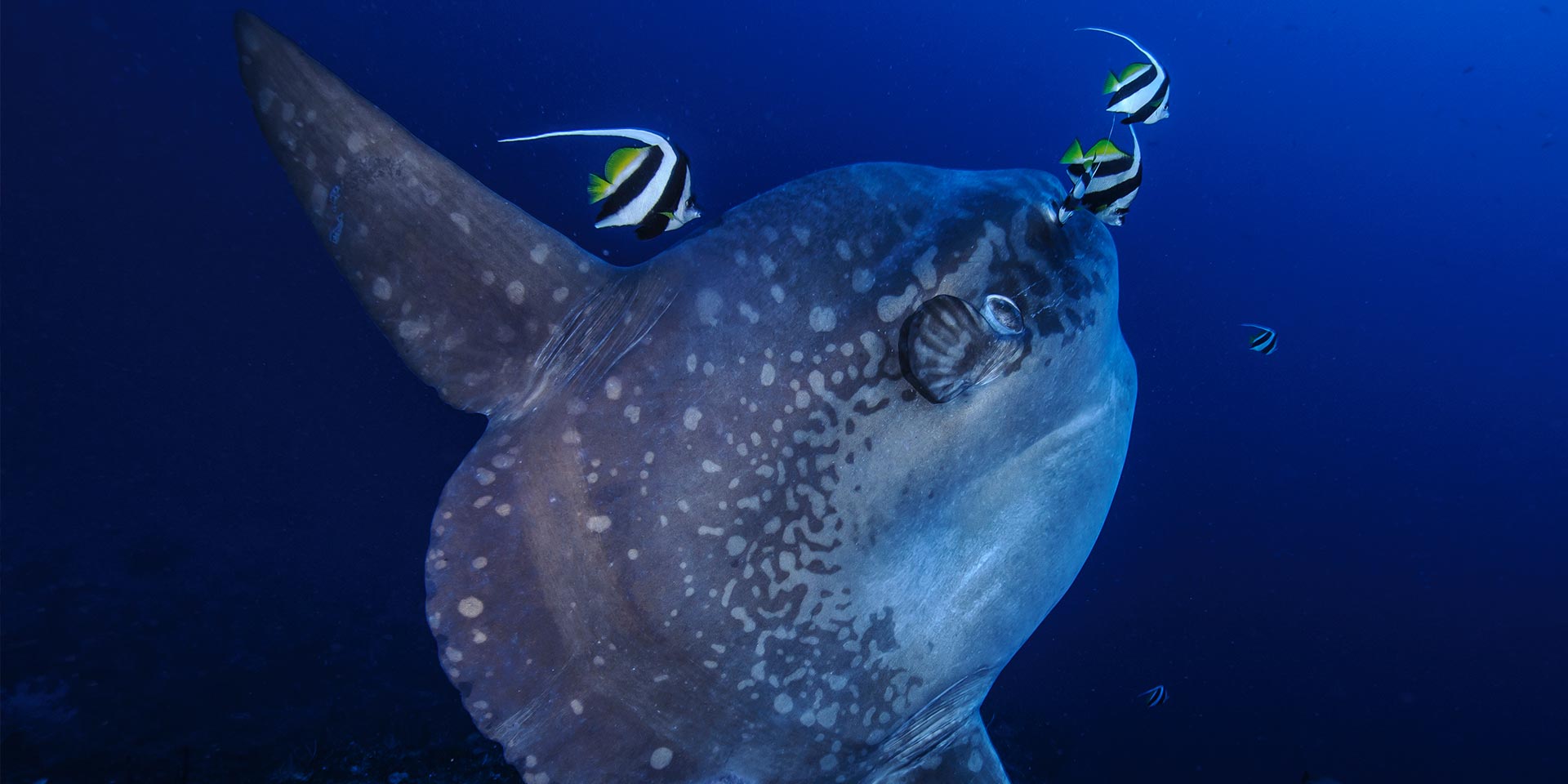 Diving with Mola Mola at Bali's Crystal Bay Travelogues from Remote Lands