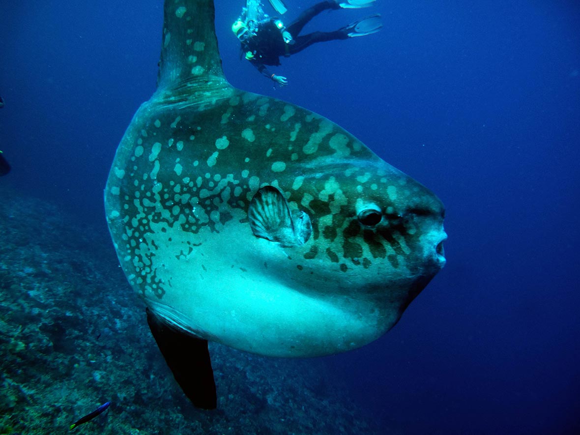 Mola-Mola-2