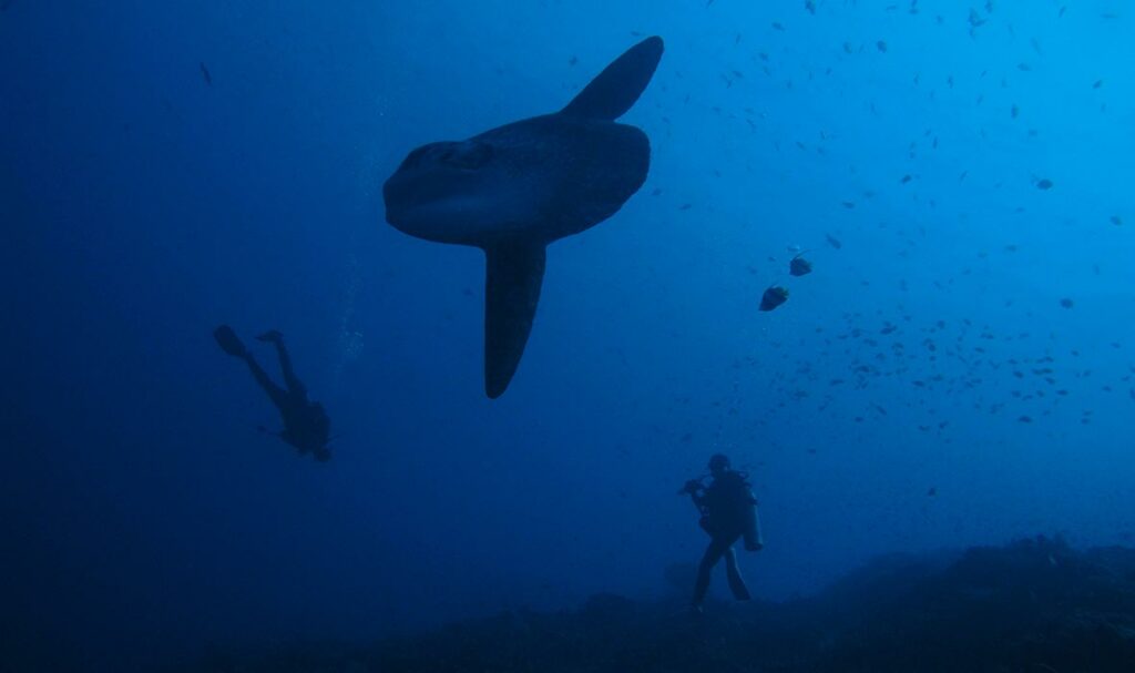 Diving with Mola Mola at Bali's Crystal Bay - Travelogues from Remote Lands