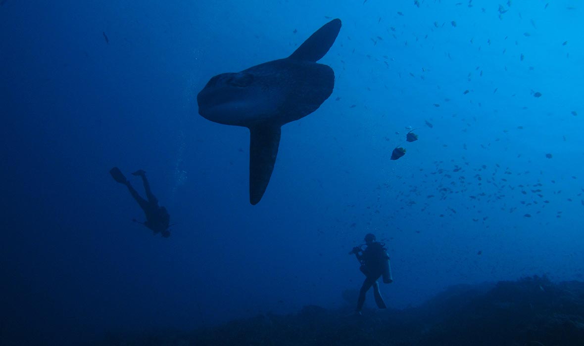 Mola-Mola-3