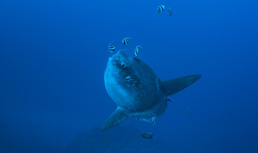 Diving with Mola Mola at Bali's Crystal Bay - Travelogues from Remote Lands