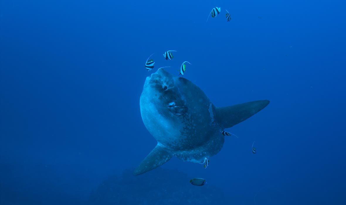 Mola-Mola-4