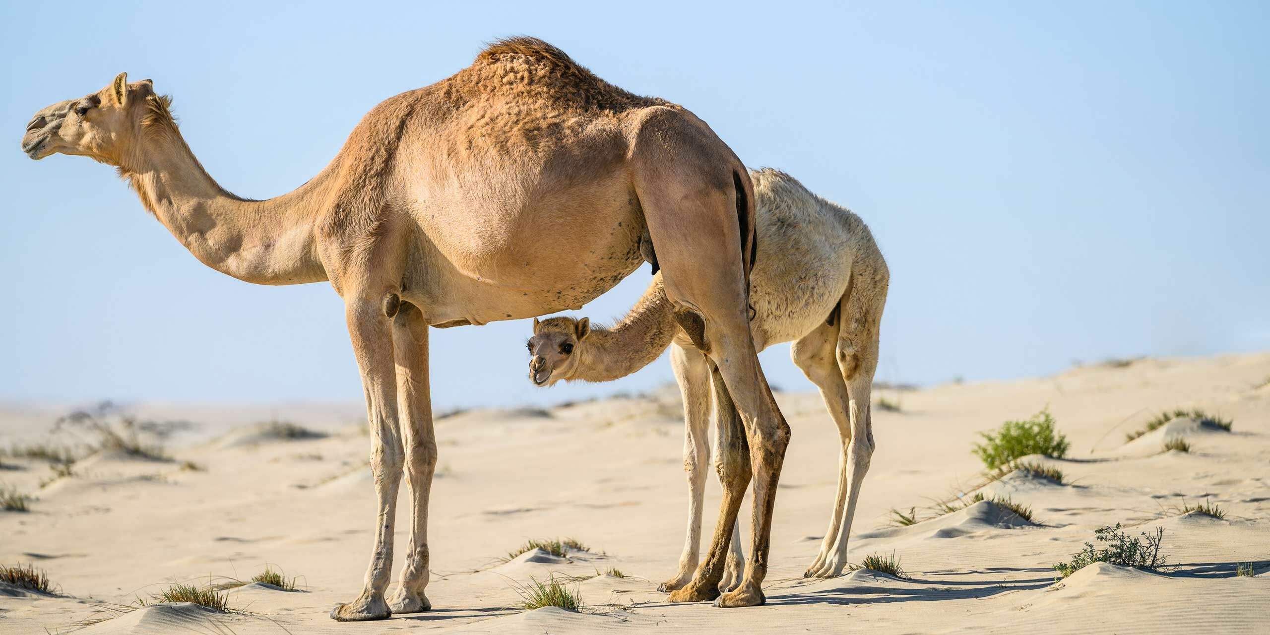Qatar Camel Calving Season - Travelogues from Remote Lands