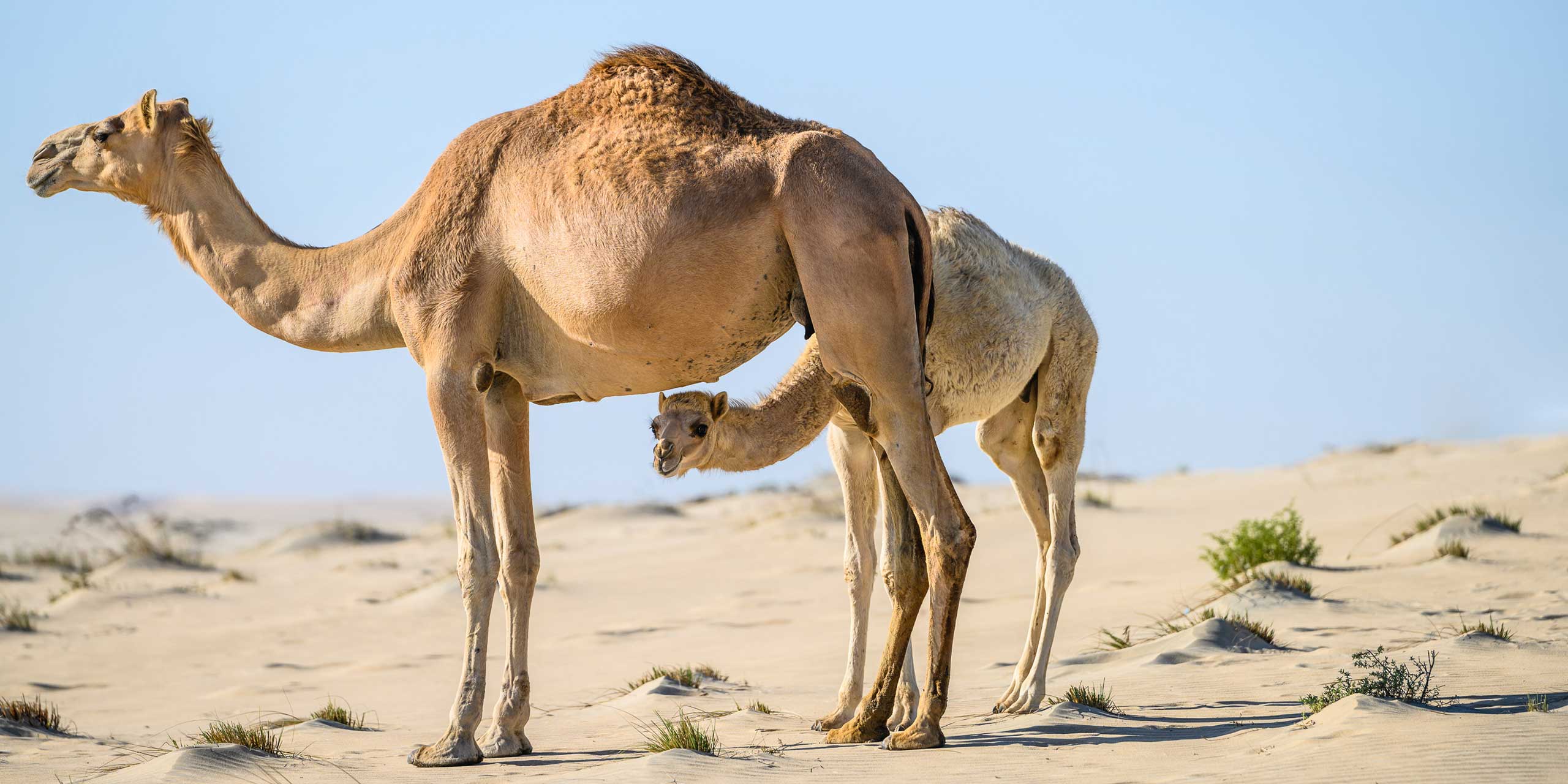 camel safari qatar