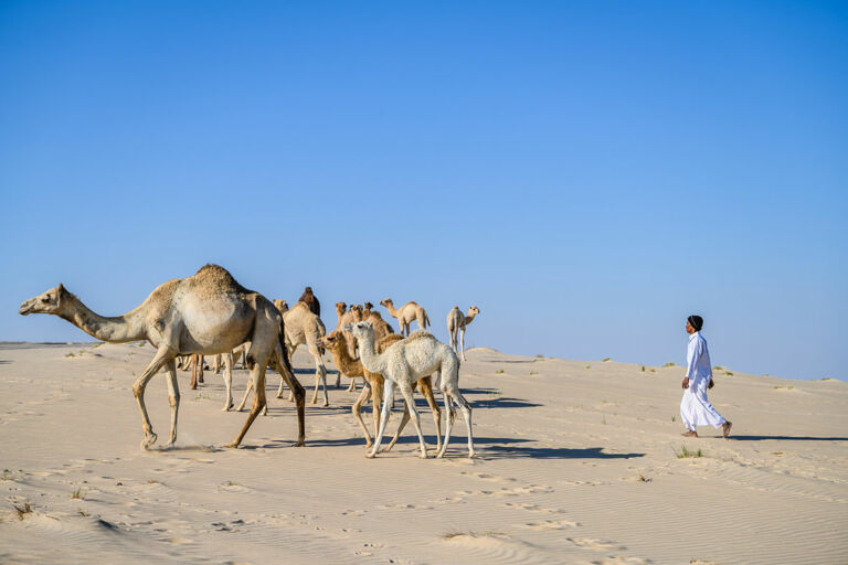 Qatar Camel Calving Season Travelogues from Remote Lands