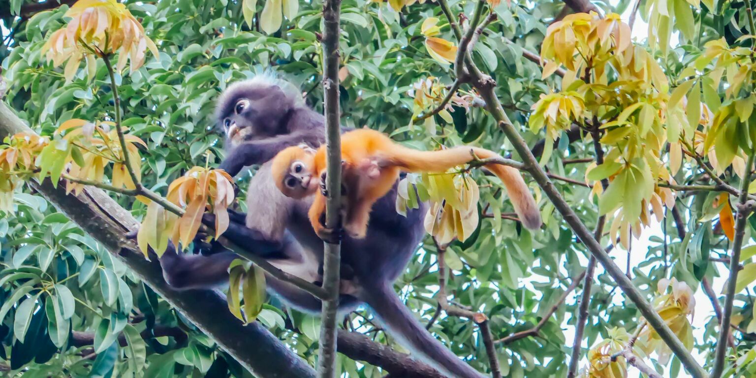 Wild Langkawi Mangroves, Monkeys, Eagles, and Sharks Travelogues from Remote Lands