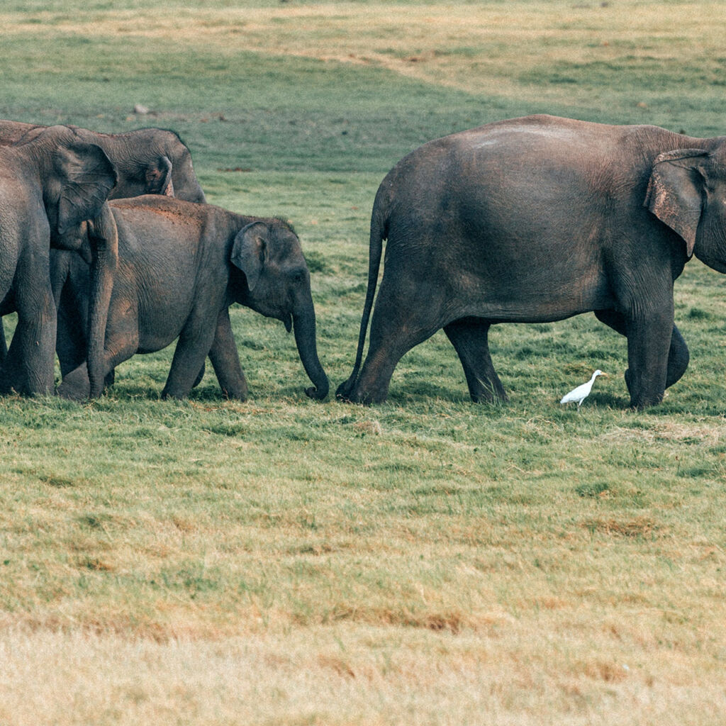 Travelogues from Remote Lands - Asia for the Discerning Traveler