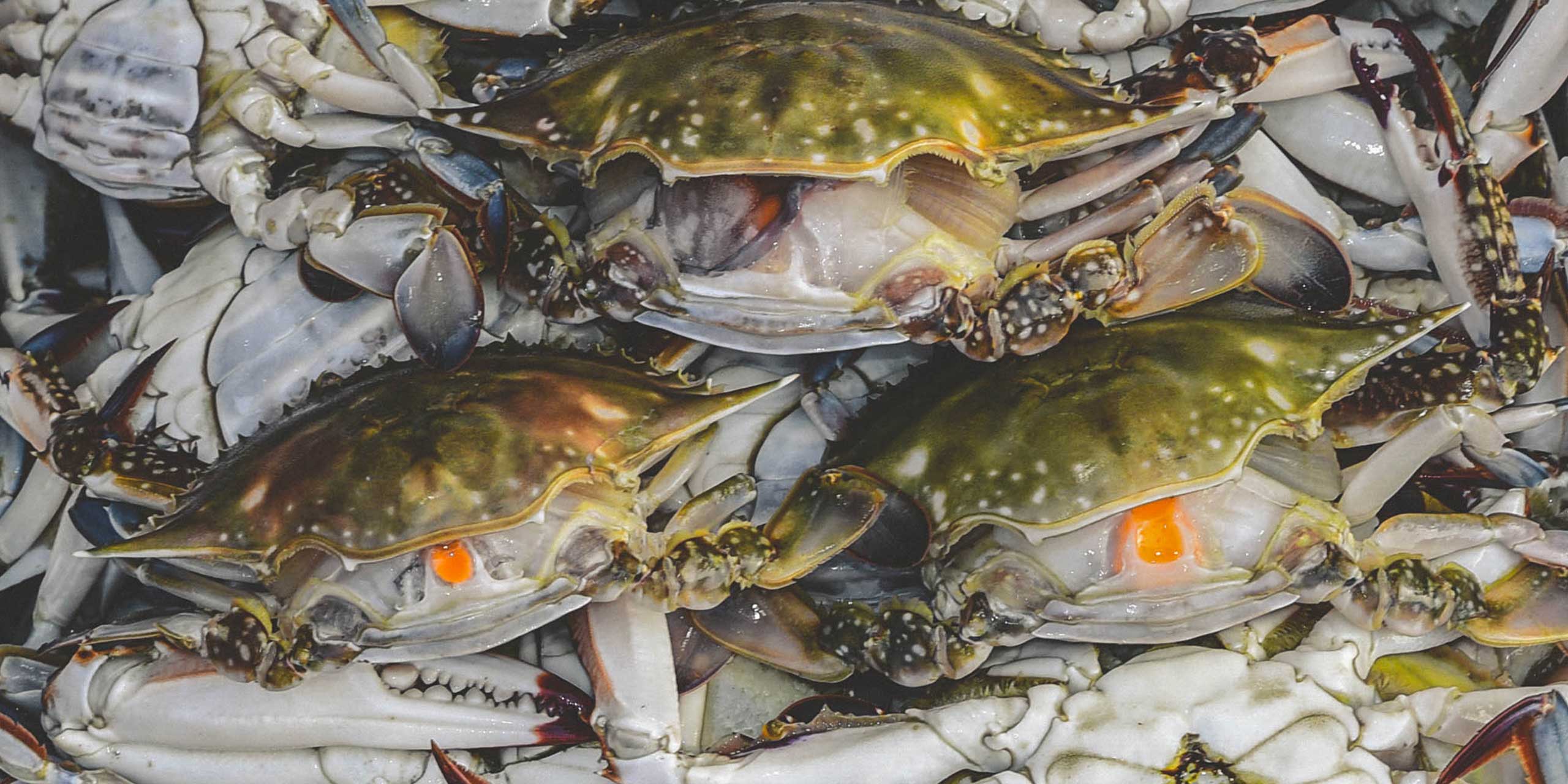 Seafood Festival 2026: A Dive into the Ultimate Gastronomic Celebration! Festival 2026 Seafood festival 2026 - Fresh Seafood Display at the Event