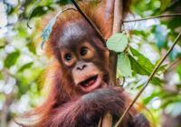 Borneo: Lost World