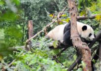 Chengdu: China’s most famous bear and So Much More