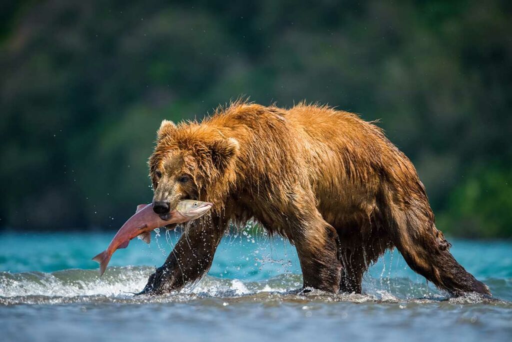 Kamchatka: Bears and the Ring of Fire - Travelogues from Remote Lands