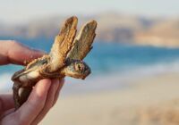 Oman: Turtles, Desert, and Coral