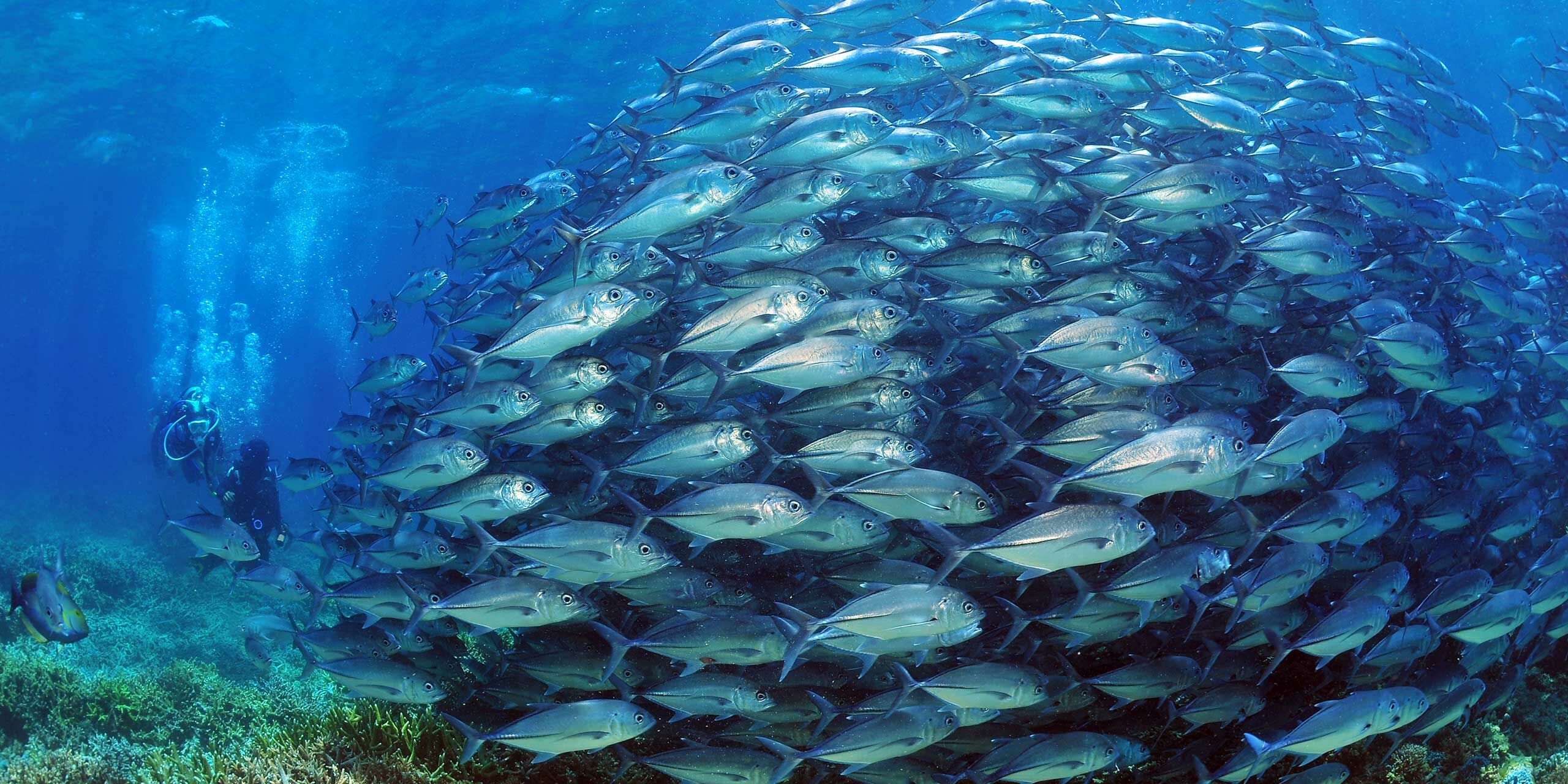 Variety of Sumptuous Seafood Dishes at Florida Seafood Festivals in 2025