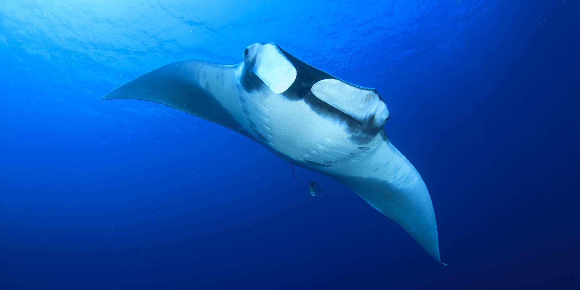 searching for manta rays