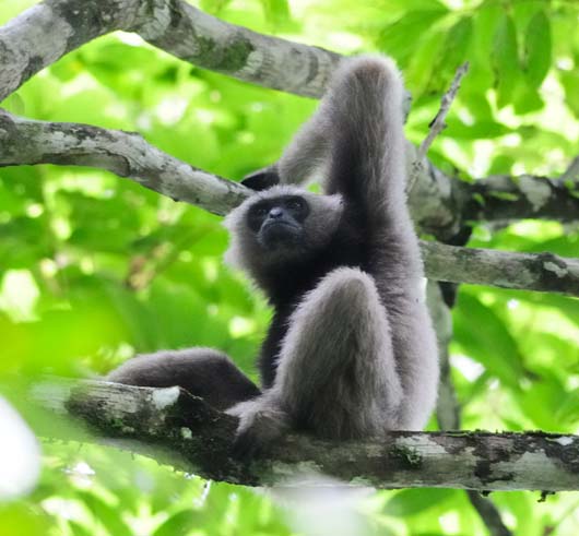 Borneon_Gibbon_yl_2D9C96 Borneon_Gibbon_yl_2D9C96