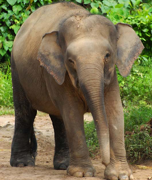 elephant-ELEPHAS_MAXIMUS elephant-ELEPHAS_MAXIMUS