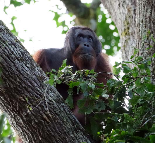 orangutan-Pongo_Pygmaeus orangutan-Pongo_Pygmaeus
