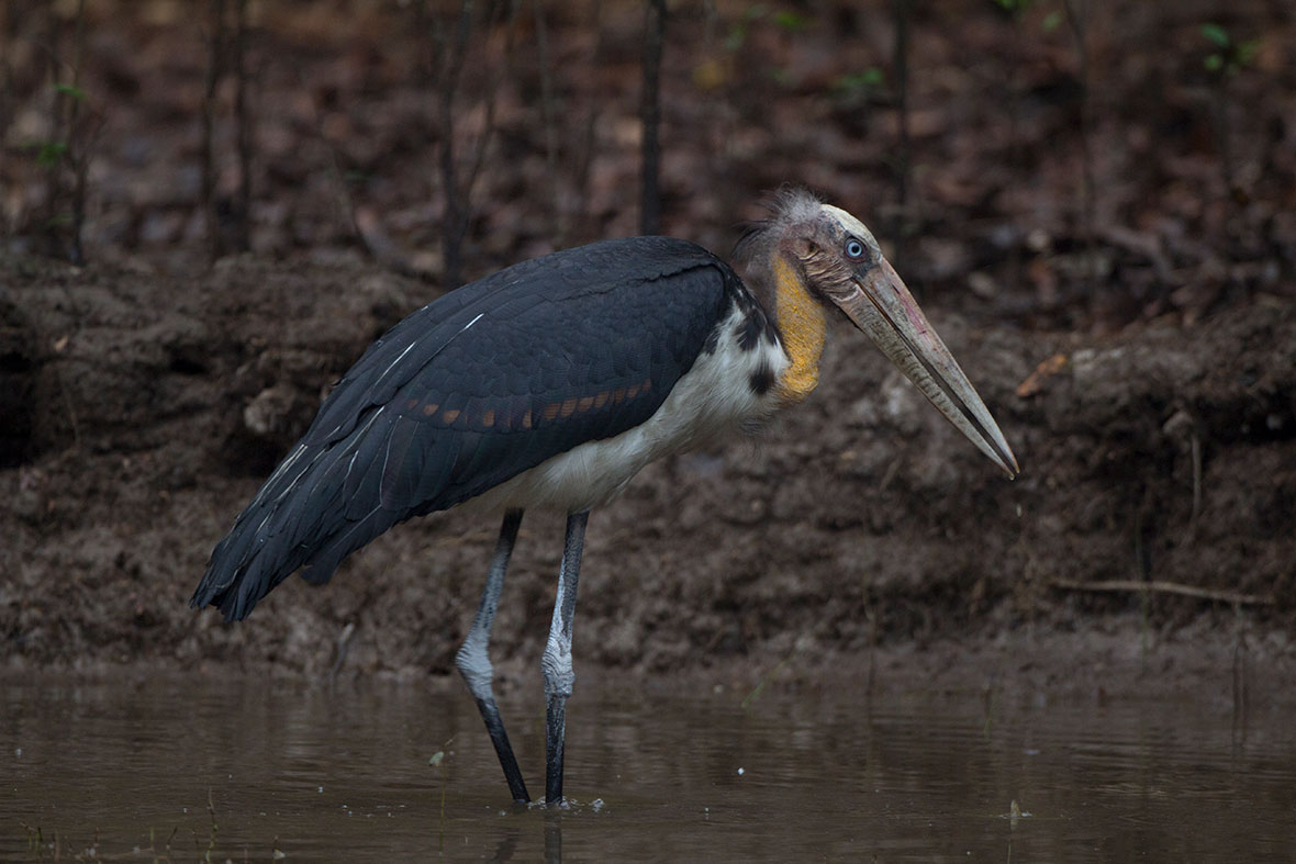 Lesser-Adjutant Lesser-Adjutant